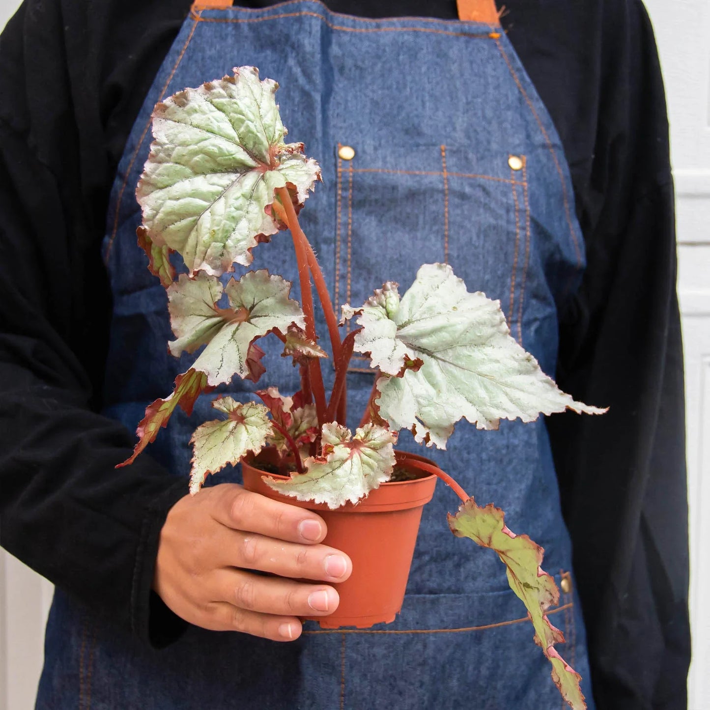 Begonia 'Rex' 4 Pack Variety - Foliage Fiesta: Colorful, Easy-to-Grow Indoor Houseplant