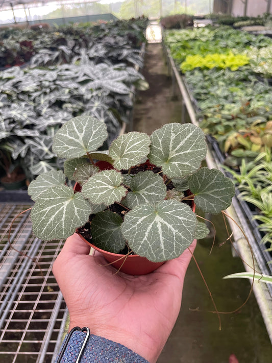 Begonia 'Strawberry' - Berry Delight: Charming Rosettes with Graceful Flowers