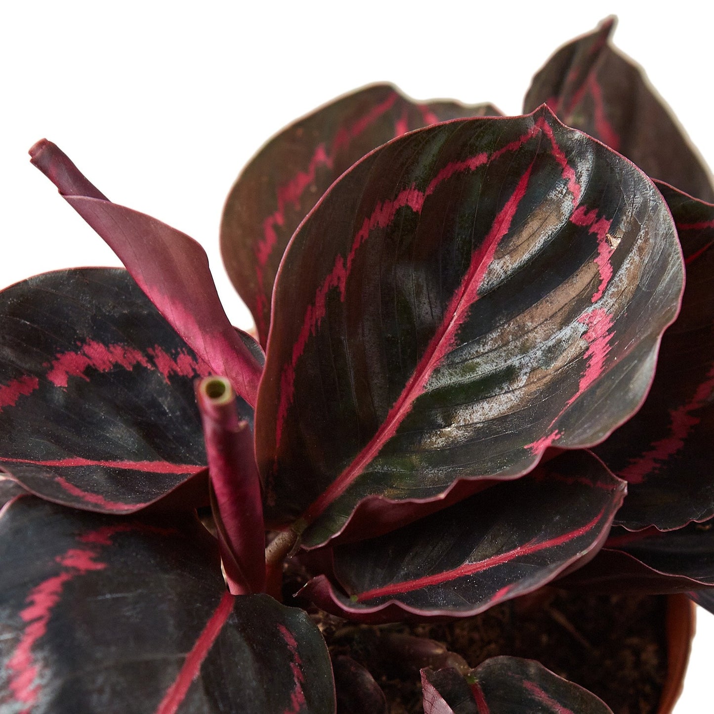 Calathea 'Dottie' - Funky Foliage Fiesta: Unique Decorative Houseplant with Color-Changing Leaves