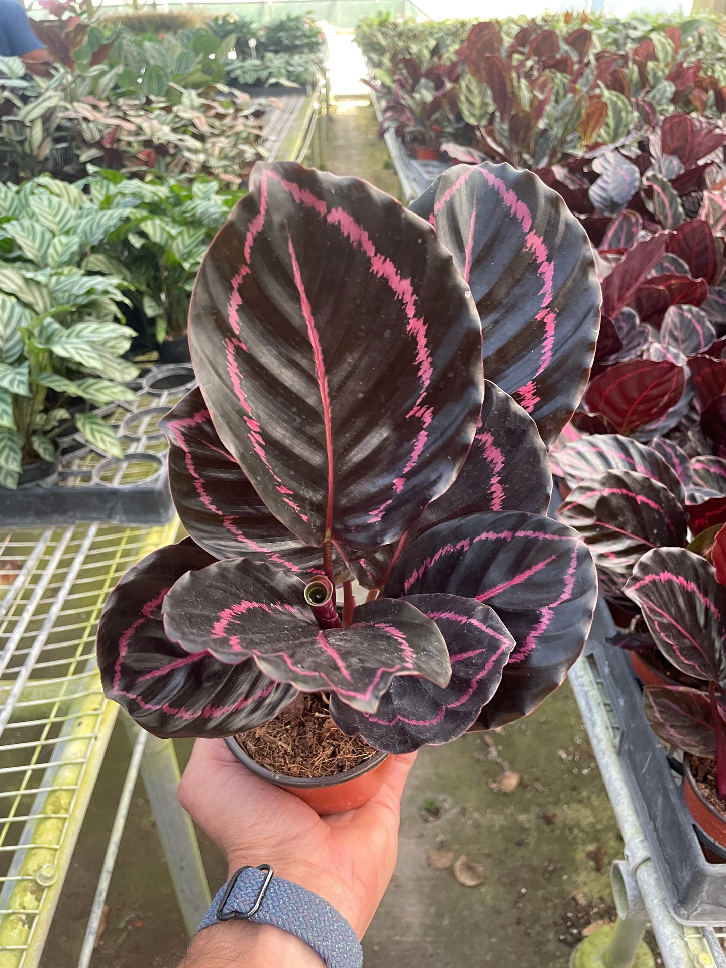 Calathea 'Dottie' - Funky Foliage Fiesta: Unique Decorative Houseplant with Color-Changing Leaves