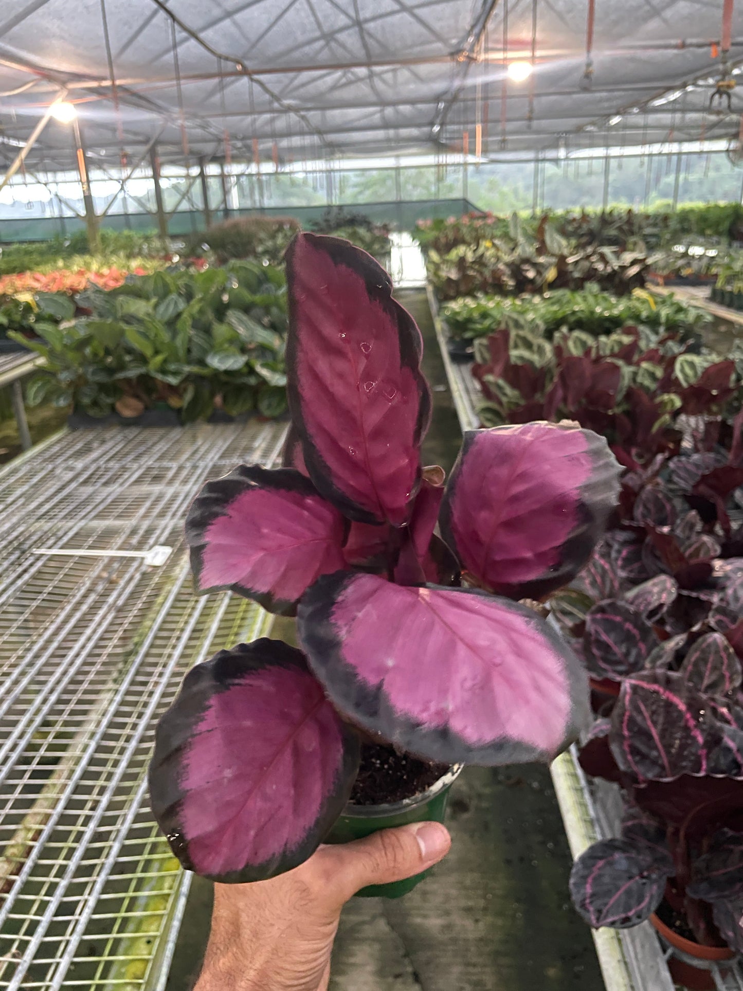 Tropical Elegance Calathea 'Purple Rose' - Rosy Tropics: Stunning Indoor Plant with Vibrant, Colorful Leaves