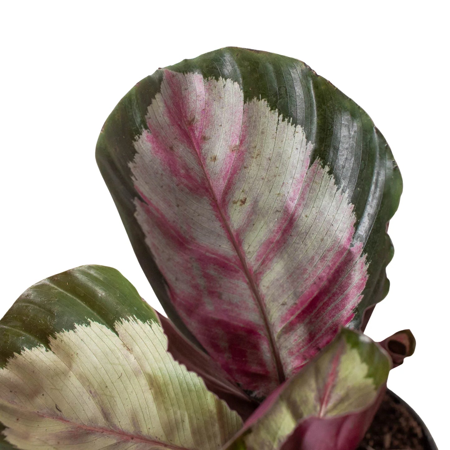 Calathea roseopicta 'Silvia' - Silvia's Secret: Stunning Tropical Prayer Plant