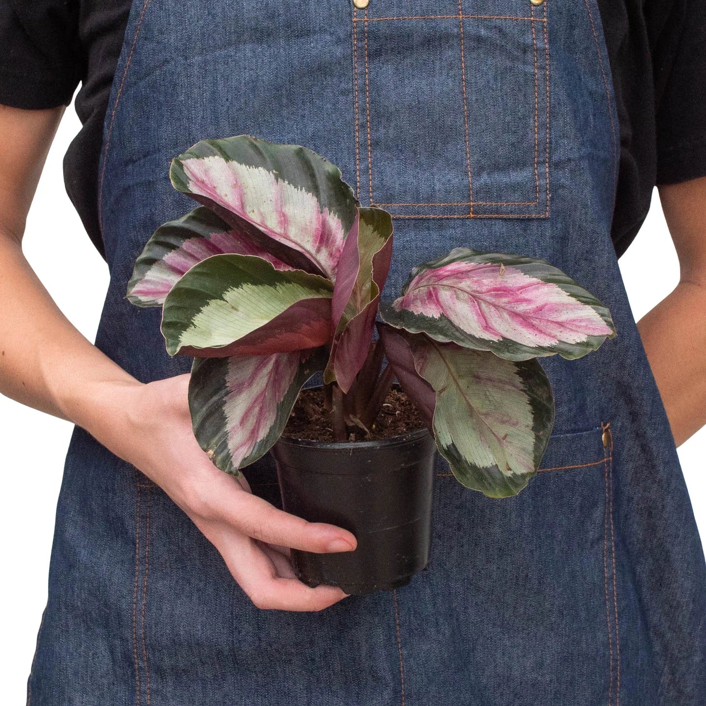 Calathea roseopicta 'Silvia' - Silvia's Secret: Stunning Tropical Prayer Plant