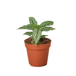 Calathea 'Vittata' - The Striped Diva: Vibrant Peacock Plant for Indoor Spaces