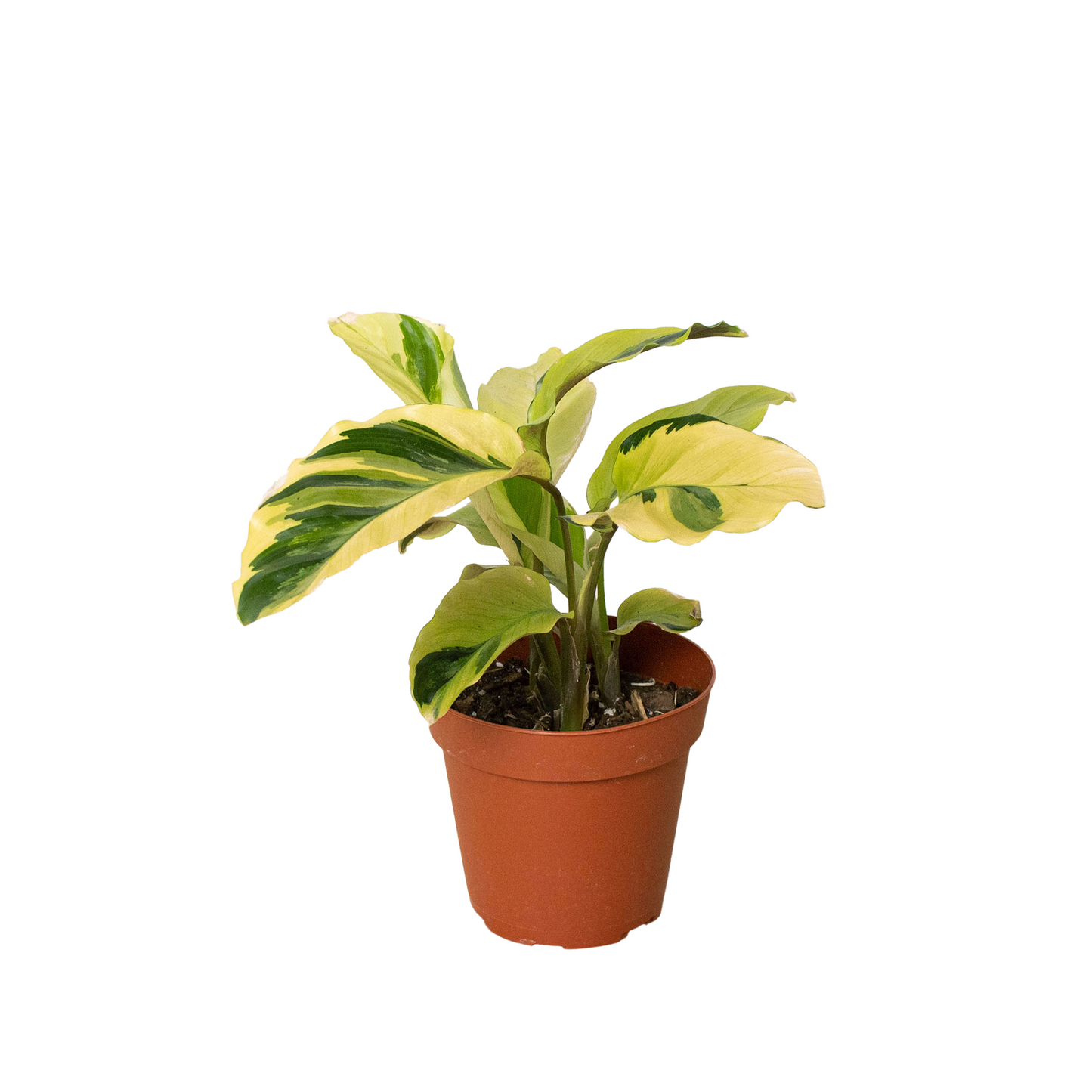 Calathea 'Yellow Fusion' - Sunshine Swirl: Tropical Houseplant with Striking Leaf Patterns