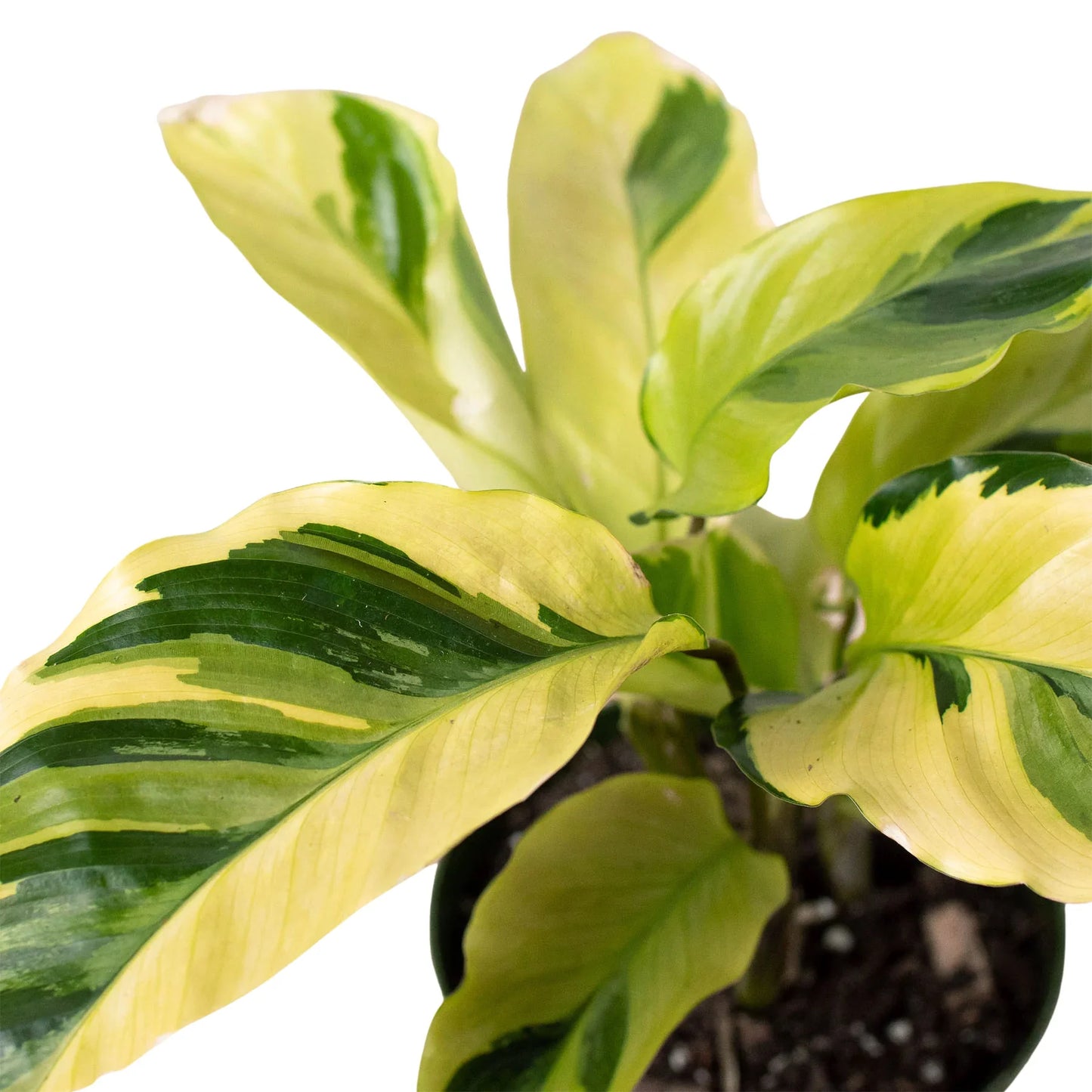 Calathea 'Yellow Fusion' - Sunshine Swirl: Tropical Houseplant with Striking Leaf Patterns