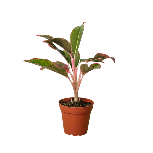 Chinese Evergreen 'Red Siam' - Red Dynasty: Easy-Care Vibrant Houseplant