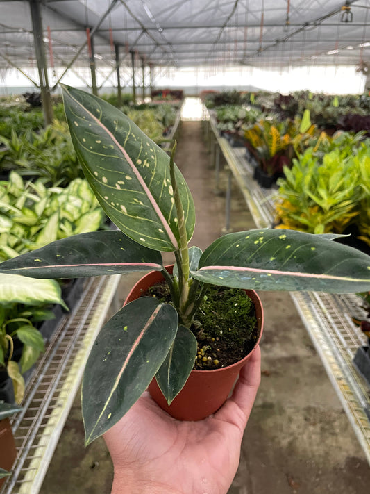 Chinese Evergreen 'Stars' - Starlit Wonder: Easy-Care Aglaonema Houseplant