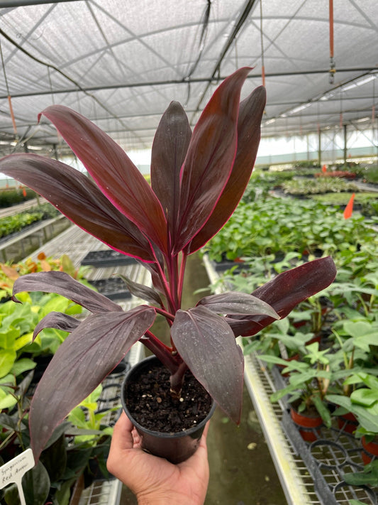 Cordyline 'Calypso Queen' - Calypso Queen of Color: Striking Purple & Pink Foliage Houseplant