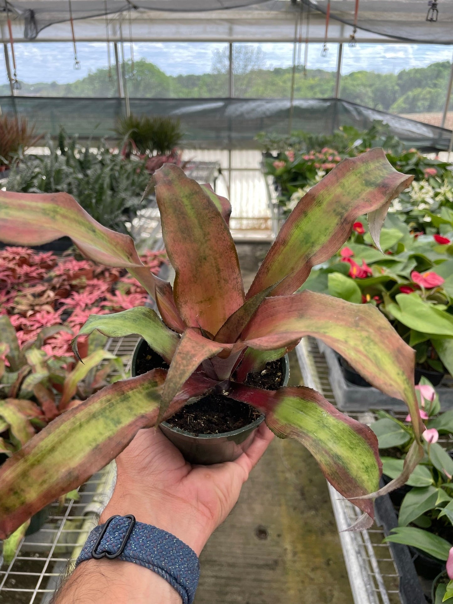 Cryptanthus 'Calypso' - Star of the Dance, Vibrant Earth Star Plant