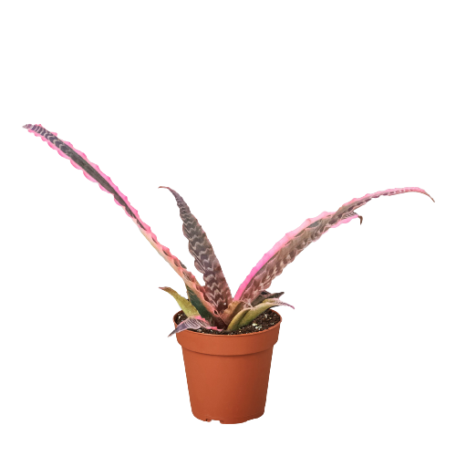 Cryptanthus 'Elaine' - Star Power: Bright Pink & Dark Purple Striped Earth Star