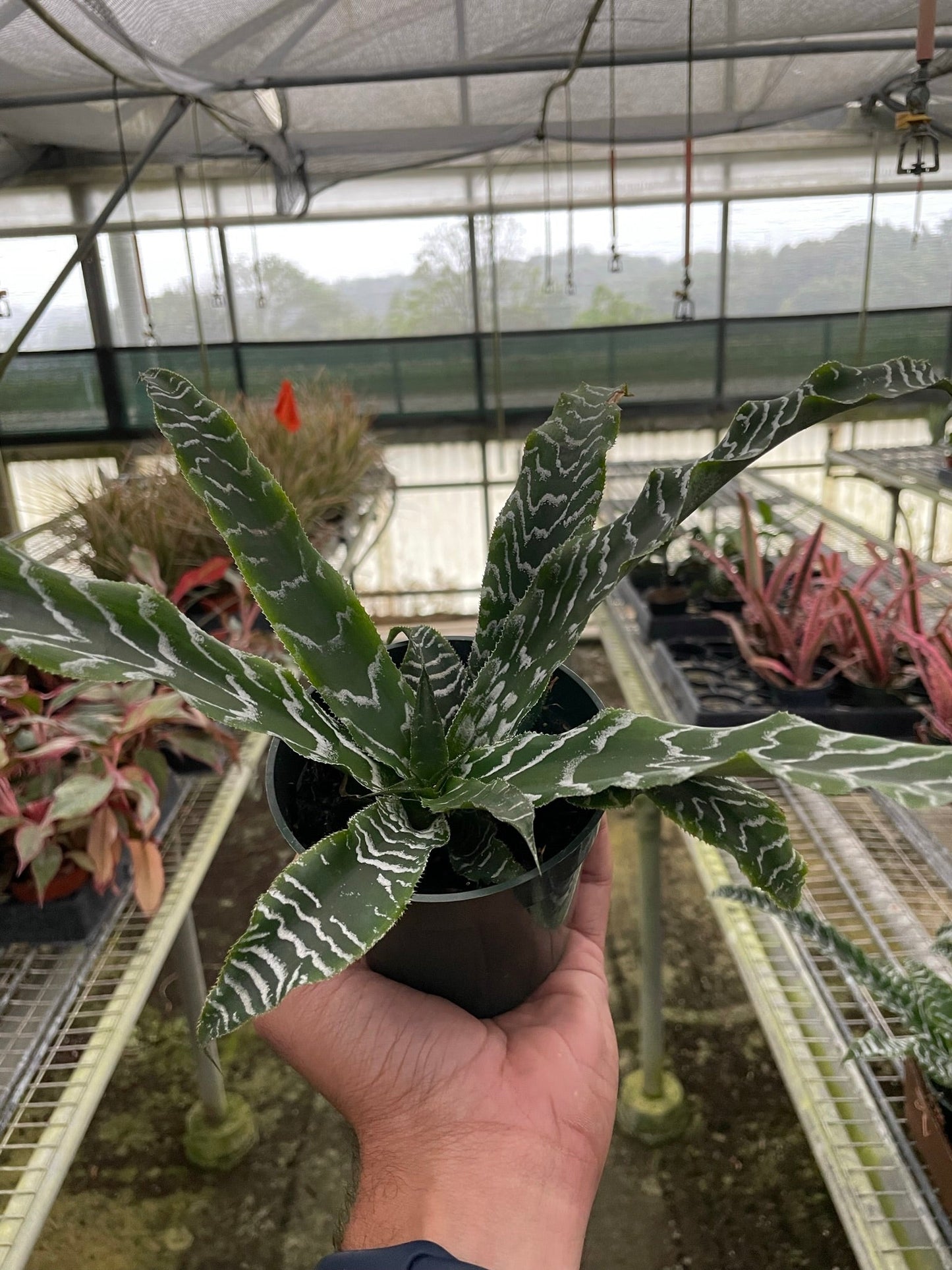 Cryptanthus 'Betty' - Betty Boogaloo: Unique Wavy-Leaf Houseplant