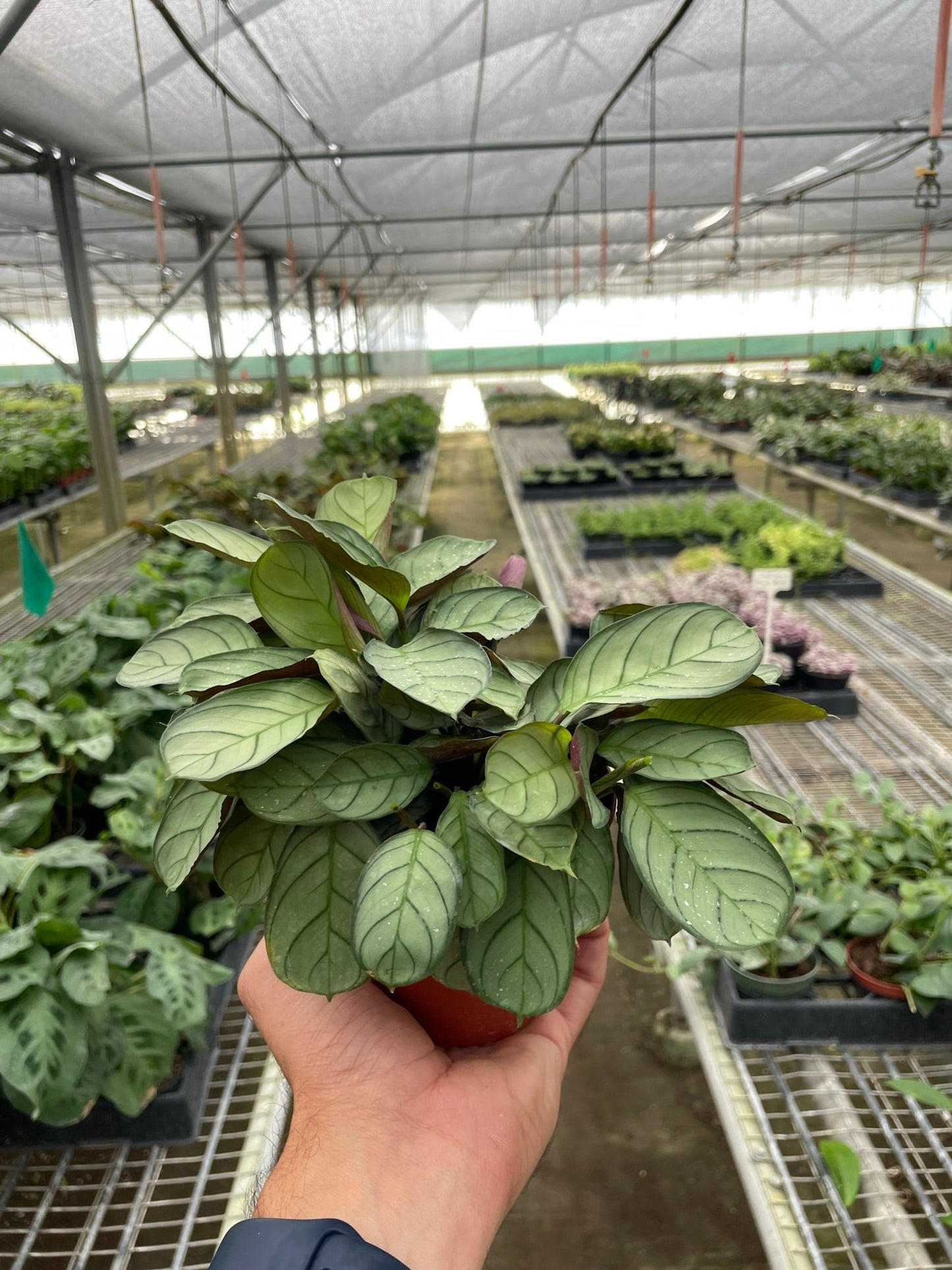 Ctenanthe burle-marxii 'Amagris' - The Posh Prayer: Elegant, Slow-Growing Houseplant with Striking Foliage