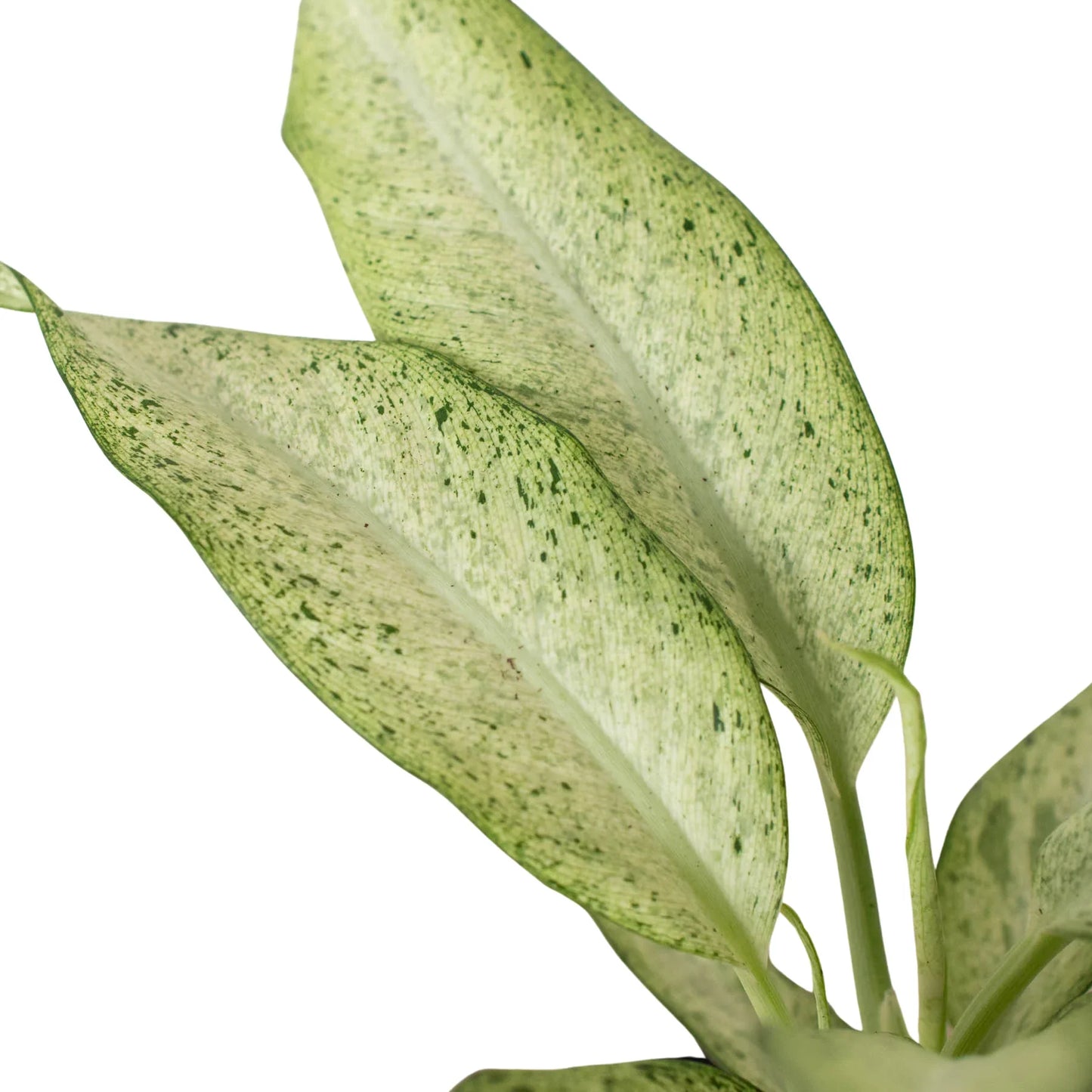 Dieffenbachia 'Camouflage' - Spy Leaf: Striking Variegated Hardy Houseplant