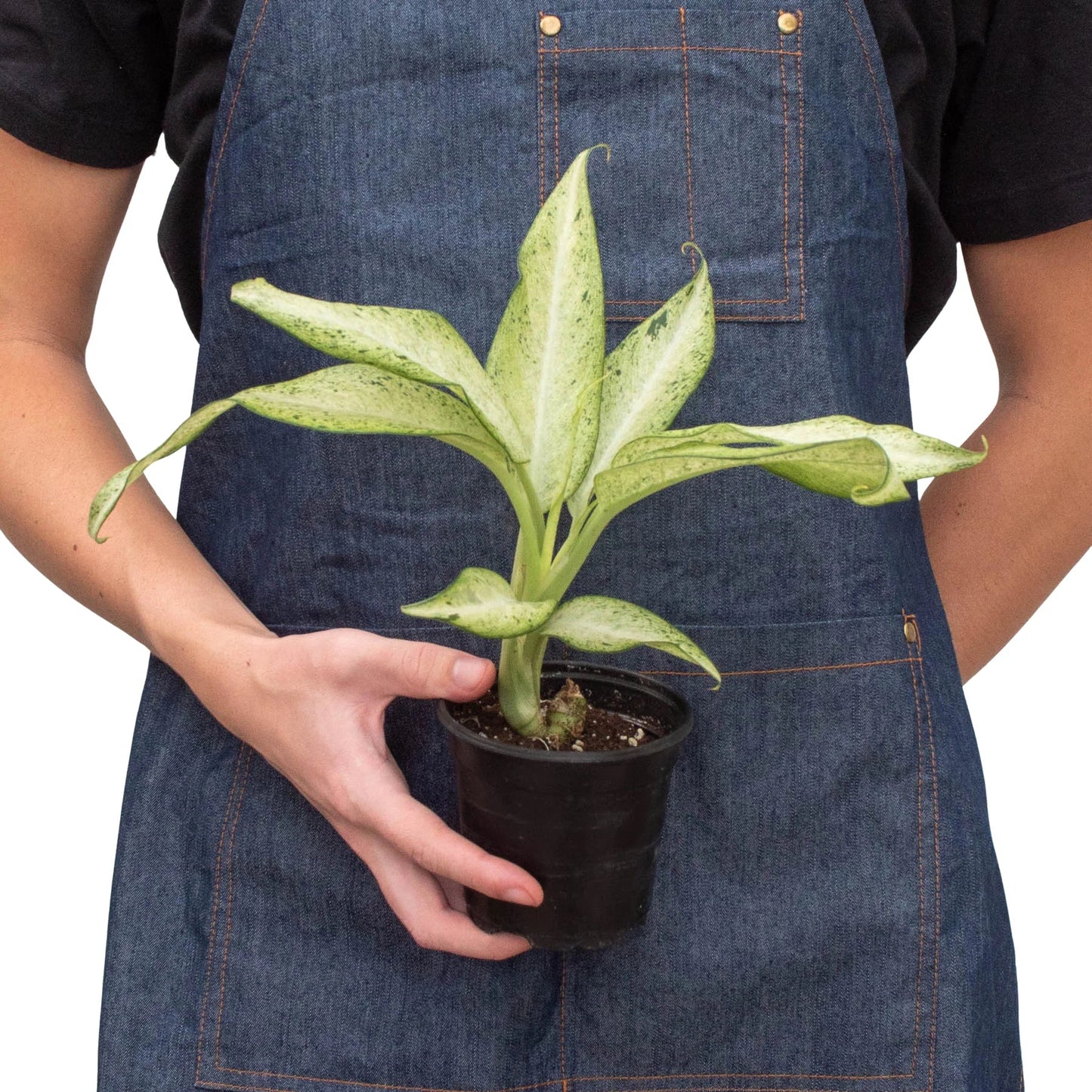 Dieffenbachia 'Camouflage' - Spy Leaf: Striking Variegated Hardy Houseplant