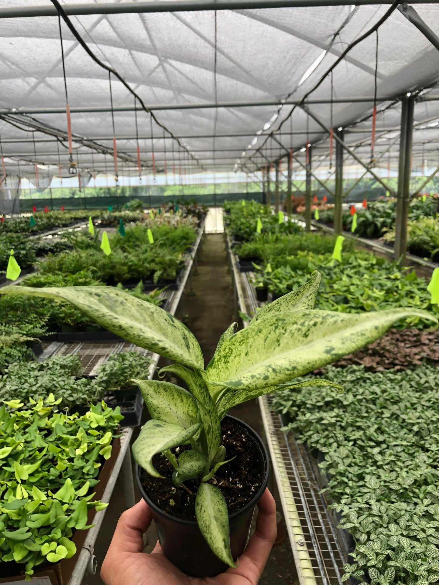 Dieffenbachia 'Camouflage' - Spy Leaf: Striking Variegated Hardy Houseplant