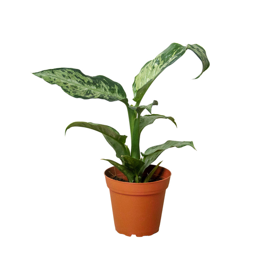 Dieffenbachia 'Memoria Corsii' - Dumb Cane Delight: Air-Purifying Large Leaf Houseplant