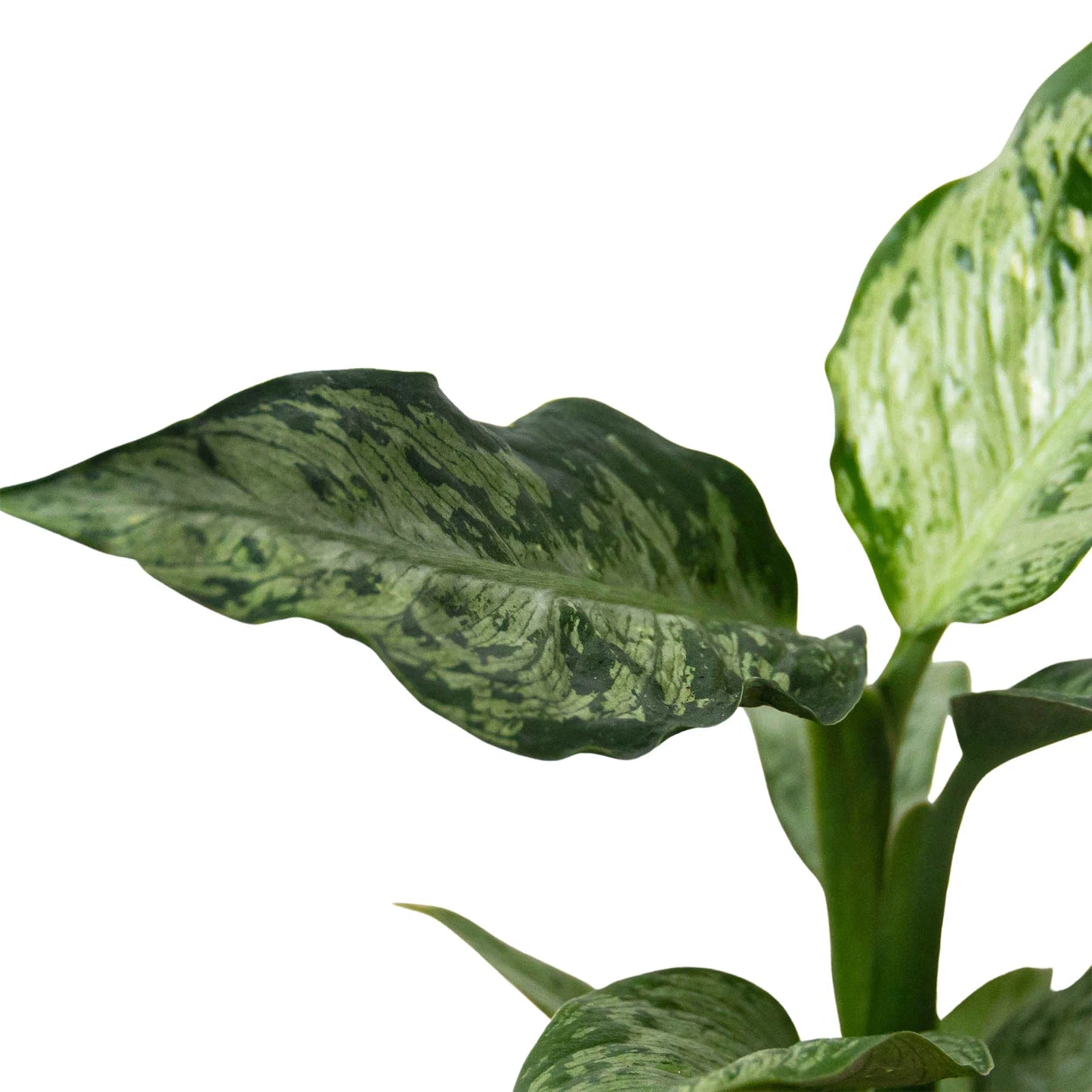 Dieffenbachia 'Memoria Corsii' - Dumb Cane Delight: Air-Purifying Large Leaf Houseplant