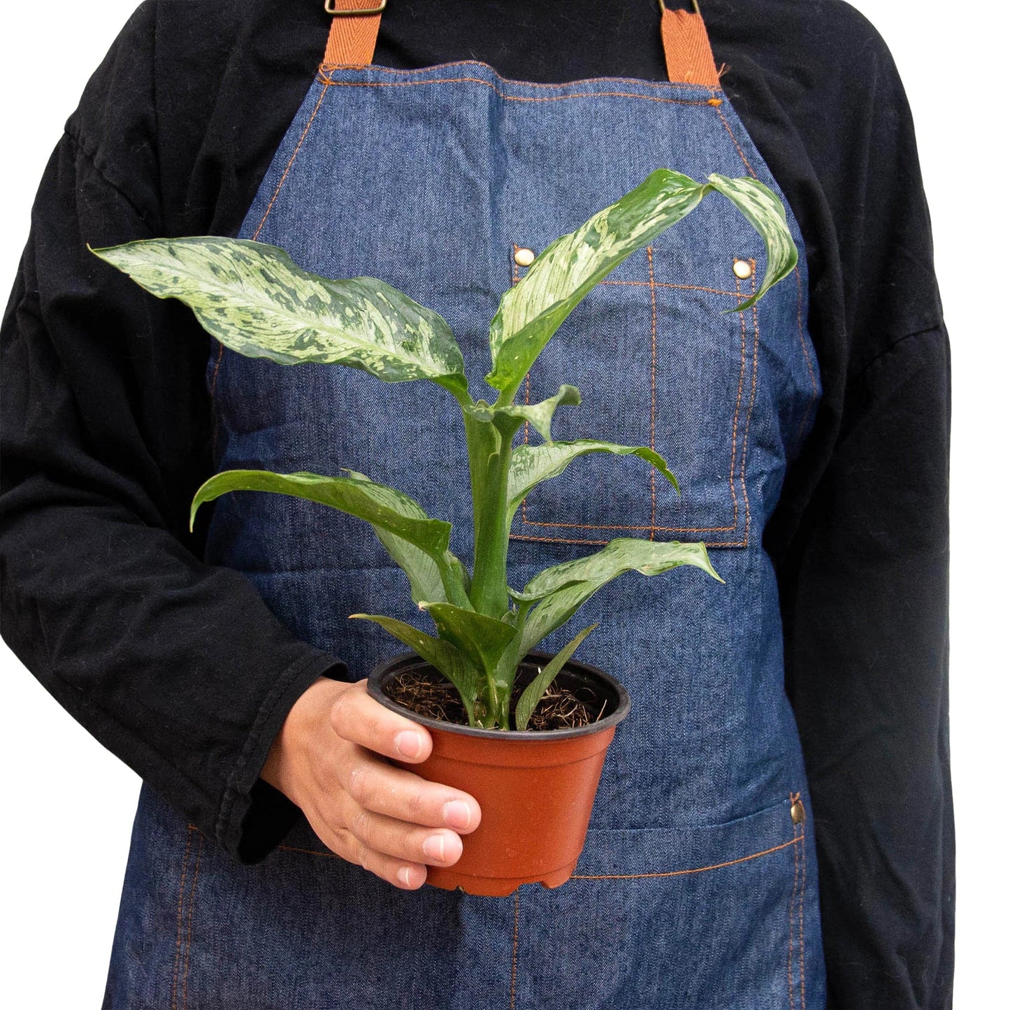 Dieffenbachia 'Memoria Corsii' - Dumb Cane Delight: Air-Purifying Large Leaf Houseplant
