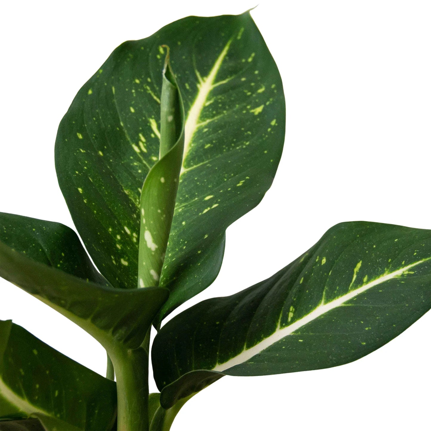 Dieffenbachia Oerstedii - Silent Spectacle: Air-Purifying Dumb Cane Houseplant