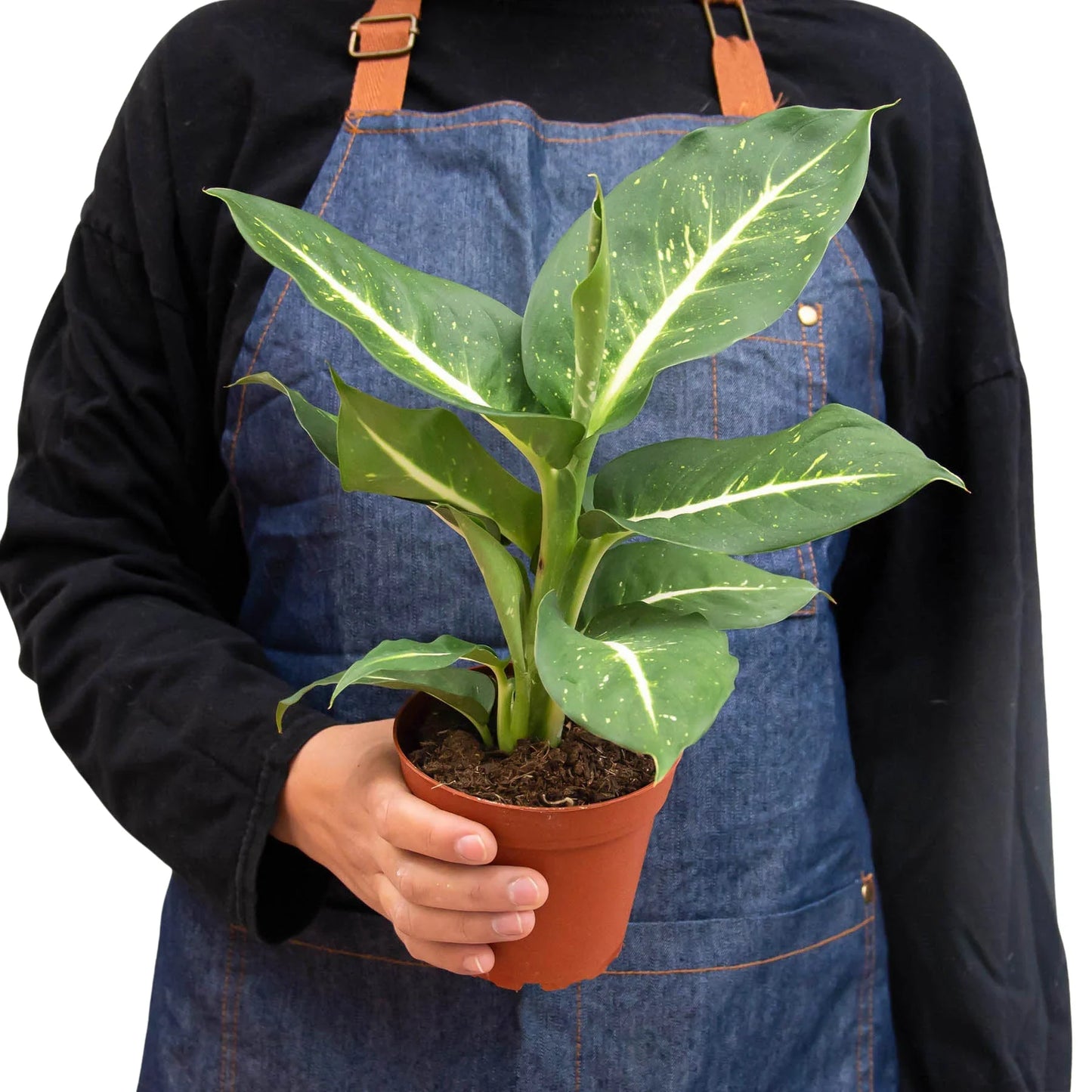 Dieffenbachia Oerstedii - Silent Spectacle: Air-Purifying Dumb Cane Houseplant