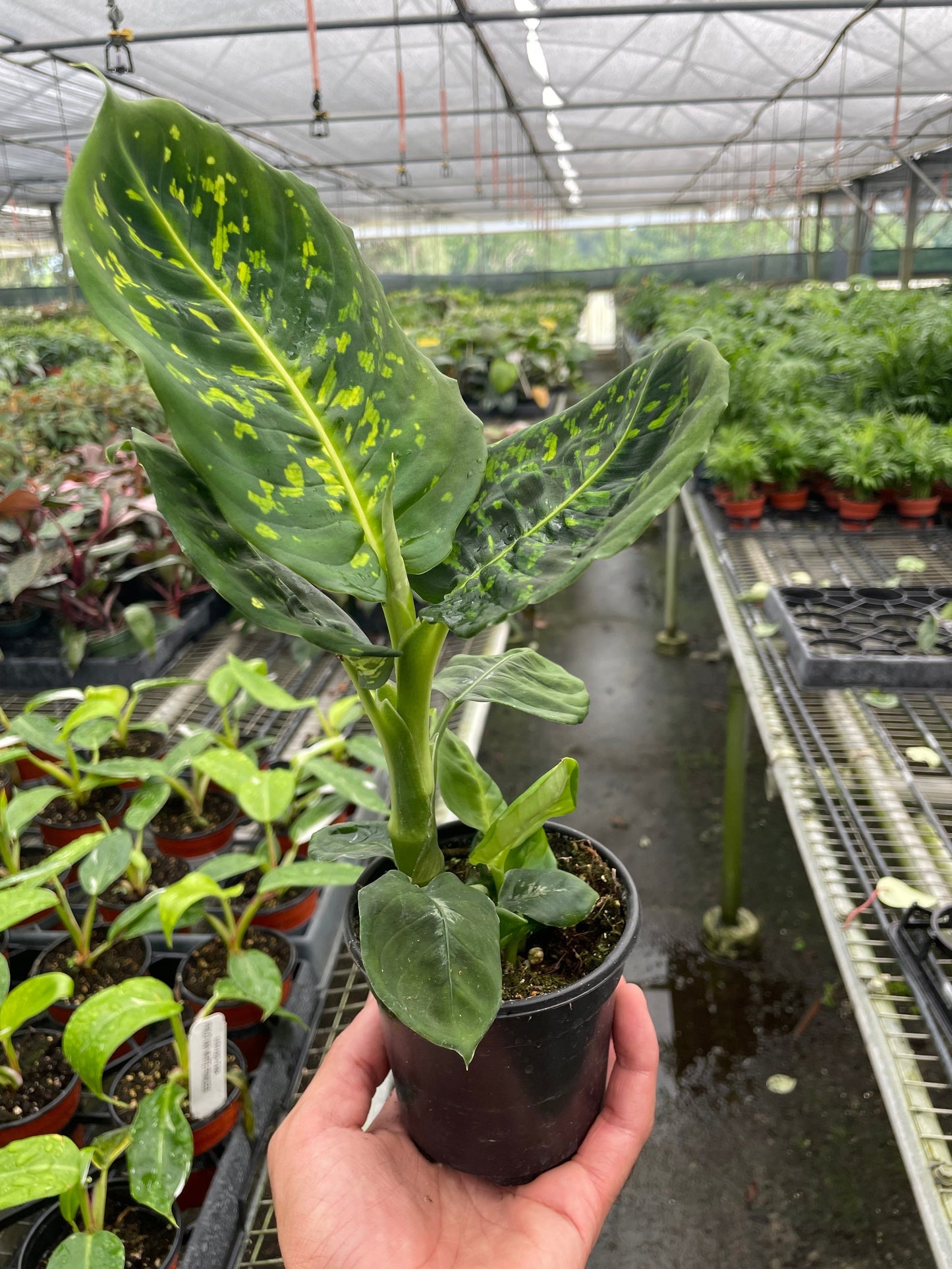 Dieffenbachia 'Reflector' - Spotlight Showstopper: Easy-Grow Houseplant with Iridescent Leaves