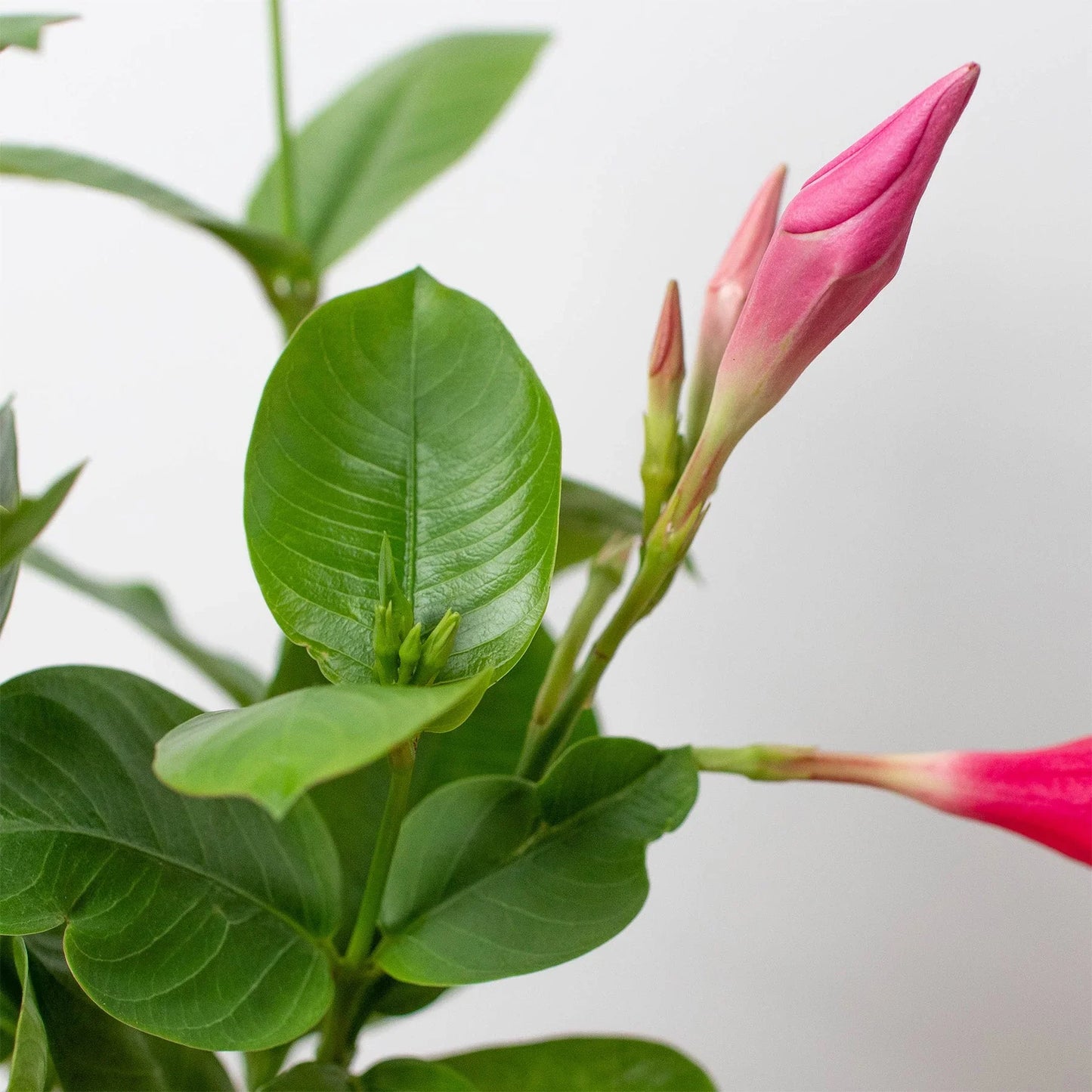 Dipladenia Premier Hot Pink - Tropical Firecracker: Vibrant Sun-Loving Flowering Plant for Gardens and Containers