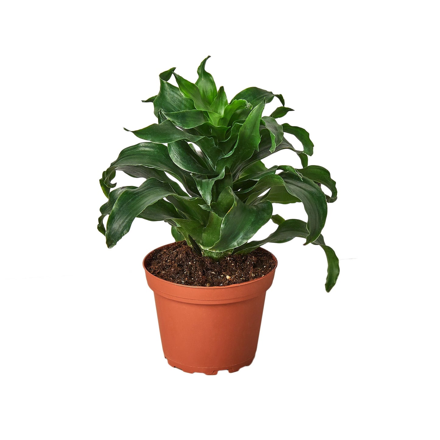 Dracaena 'Dragon Tree Twister' - The Green Whirlwind: 4" Pot, Low-Maintenance Office & Home Plant