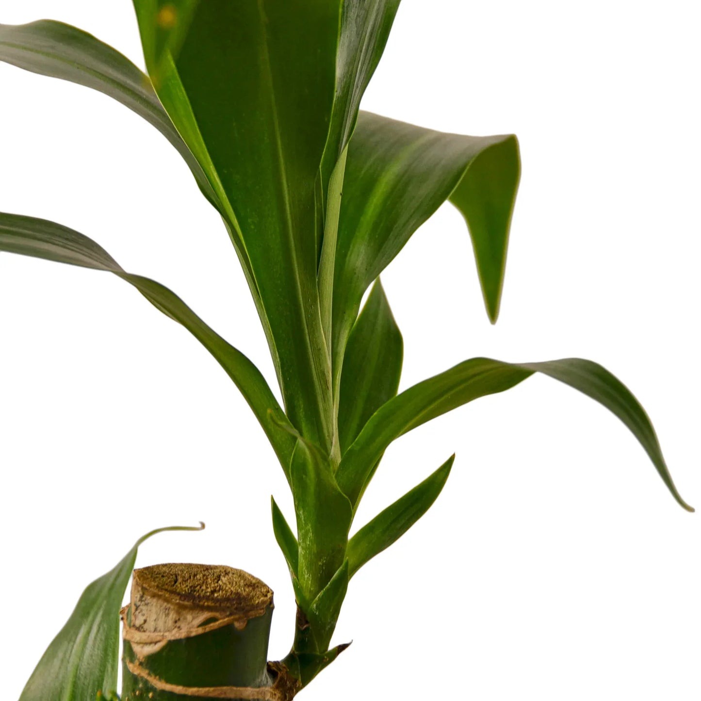 Dracaena Elegance - The Dragon's Chic Lounge: Versatile, Low-Maintenance Indoor Plant