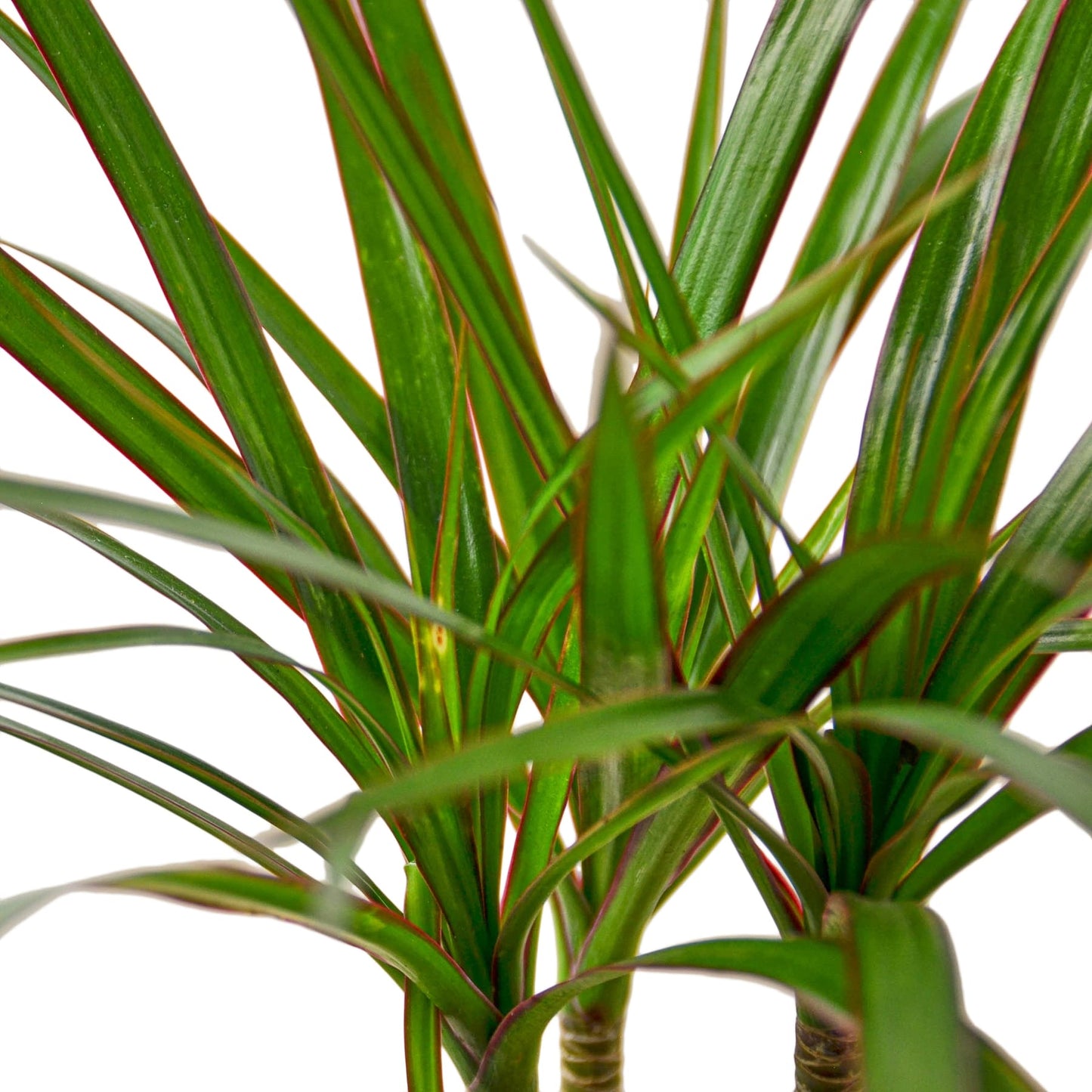 Dracaena Marginata Cane - Drag-tastic Dream: Low Maintenance and Vibrant Indoor Plant