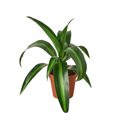 Dracaena 'Massangeana' - Tropical Sunshine Stick: 4" Pot, Perfect for Low Light, Pet-Friendly Indoor Plant