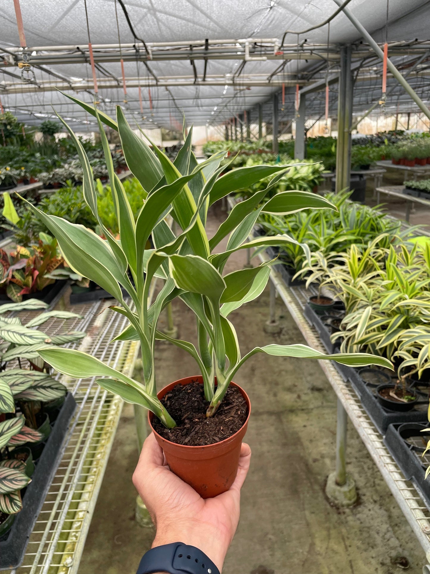 Dracaena 'Sanderiana' - The Ribbon Rock Star: Low Maintenance, Hardy, Air-Purifying Houseplant