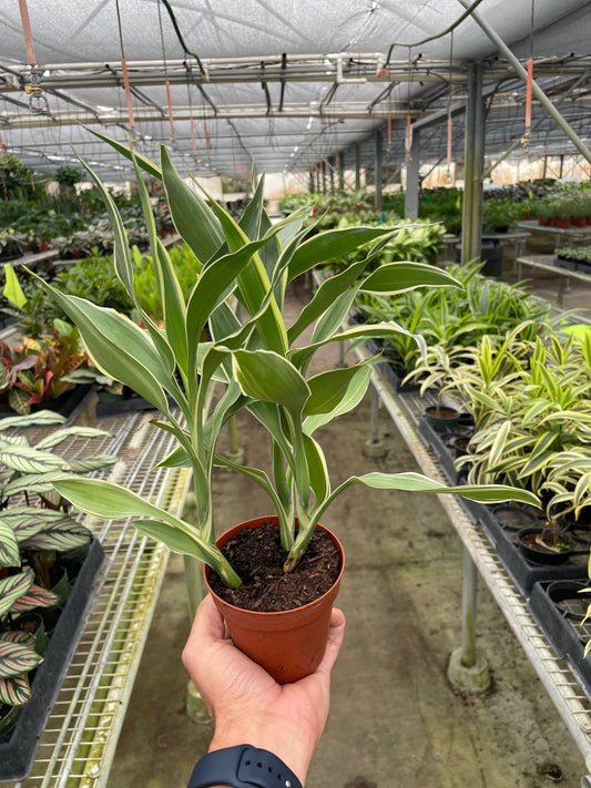 Dracaena 'Sanderiana' - The Ribbon Rock Star: Low Maintenance, Hardy, Air-Purifying Houseplant