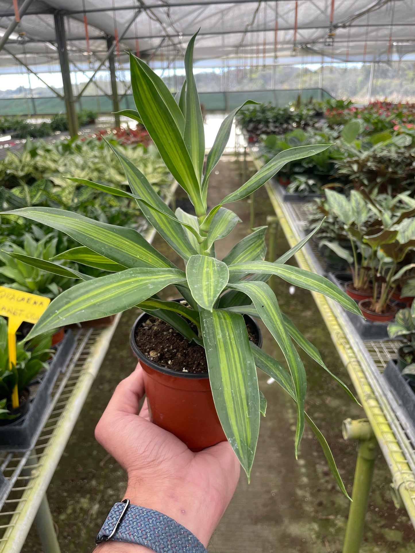 Dracaena 'Song of Jamaica' - Island Serenade: Tropical Hardy Variegated Foliage Houseplant