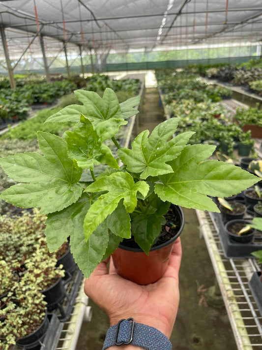 Fatsia 'Japonica' - Foliage Fiesta: Evergreen Japanese Aralia with Glossy, Lobed Leaves