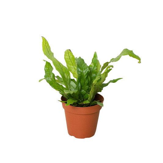 Fern 'Crocodile' - Gator Greenery: Exotic, Textured Tropical Houseplant