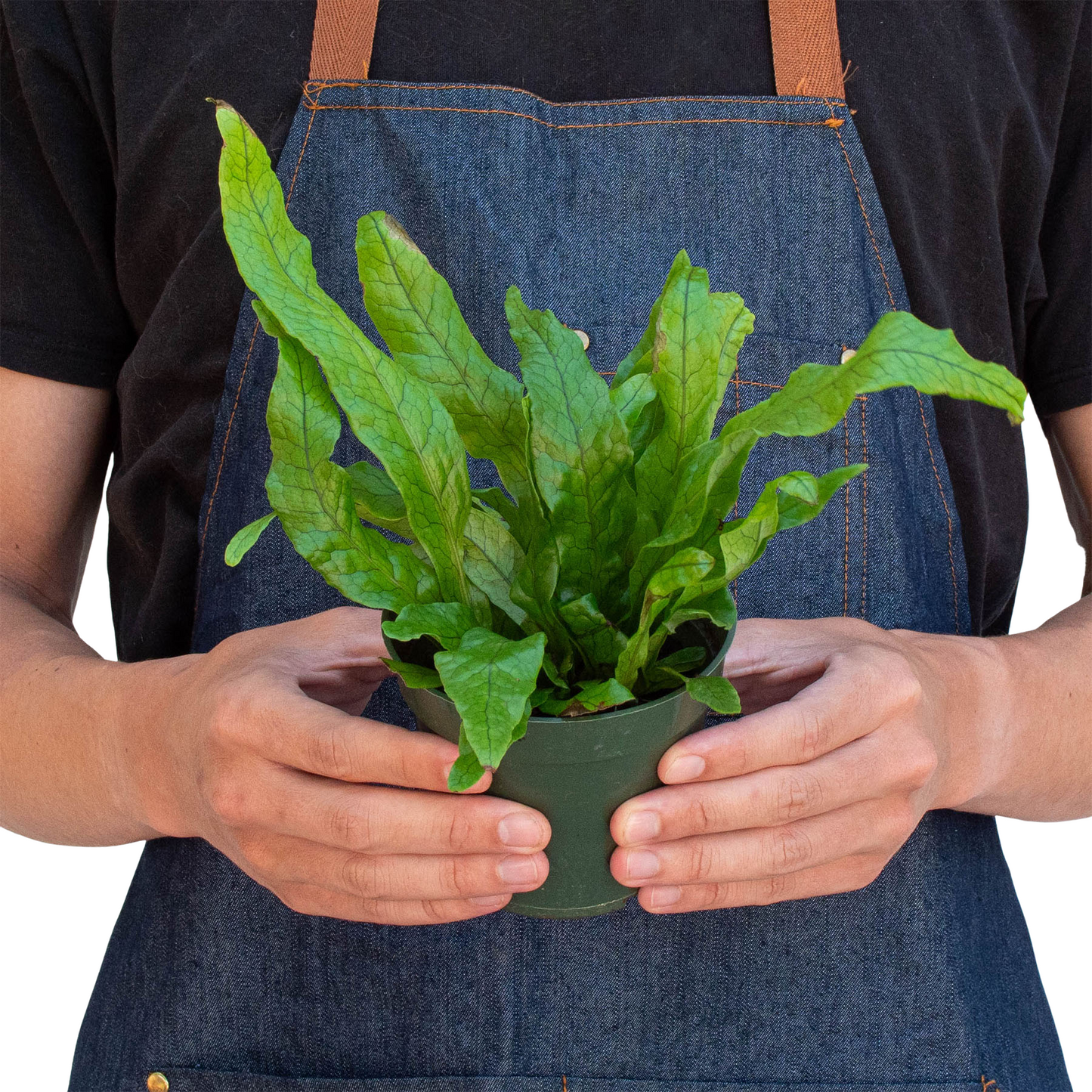 Fern 'Crocodile' - Gator Greenery: Exotic, Textured Tropical Houseplant