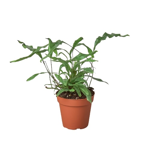 Fern 'Kangaroo Paw' - Hop to It: Stylish Australian Houseplant