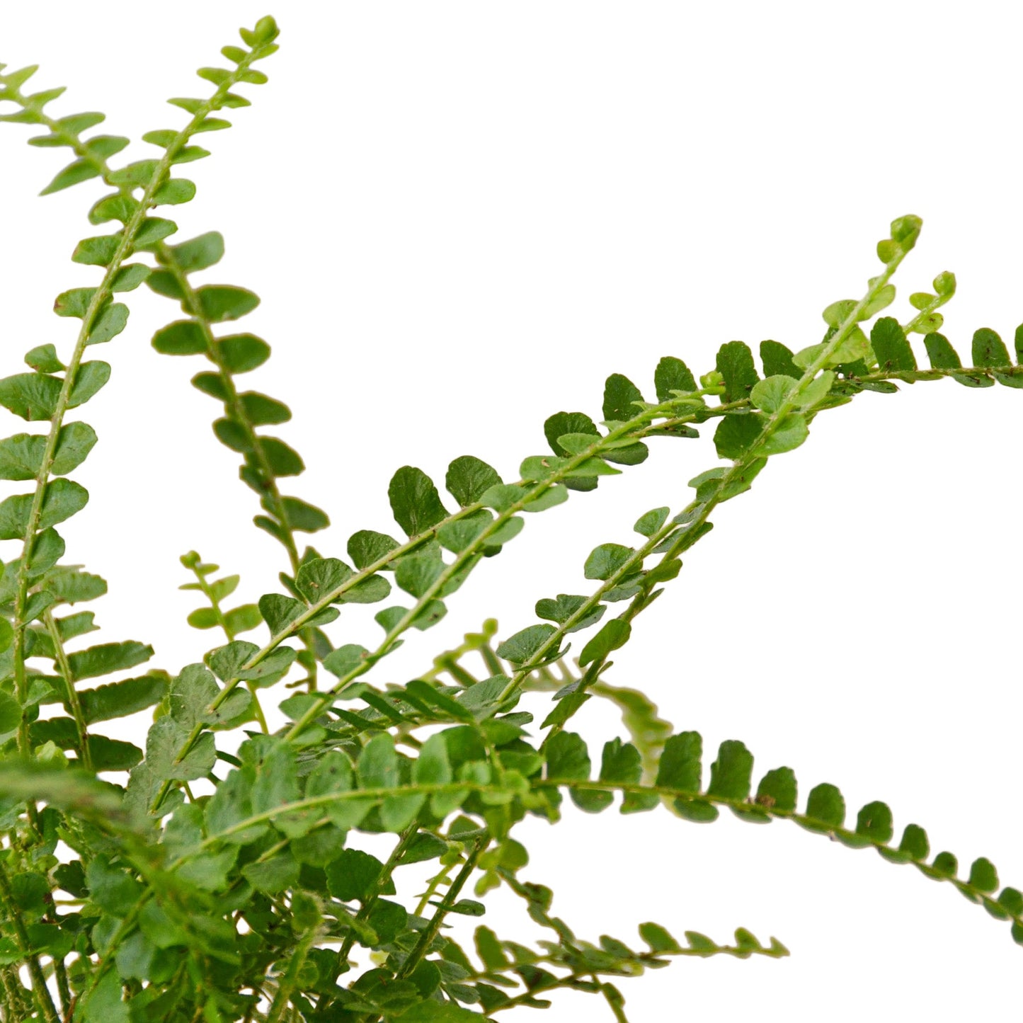 Fern 'Lemon Button' - Zesty Fern Fiesta: Charming, Compact Boston Fern with Citrus-Tinted Fronds