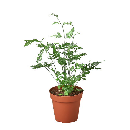 Fern 'Silver Lace' - Silver Sprinkles: Elegant Air-Purifying Indoor Fern