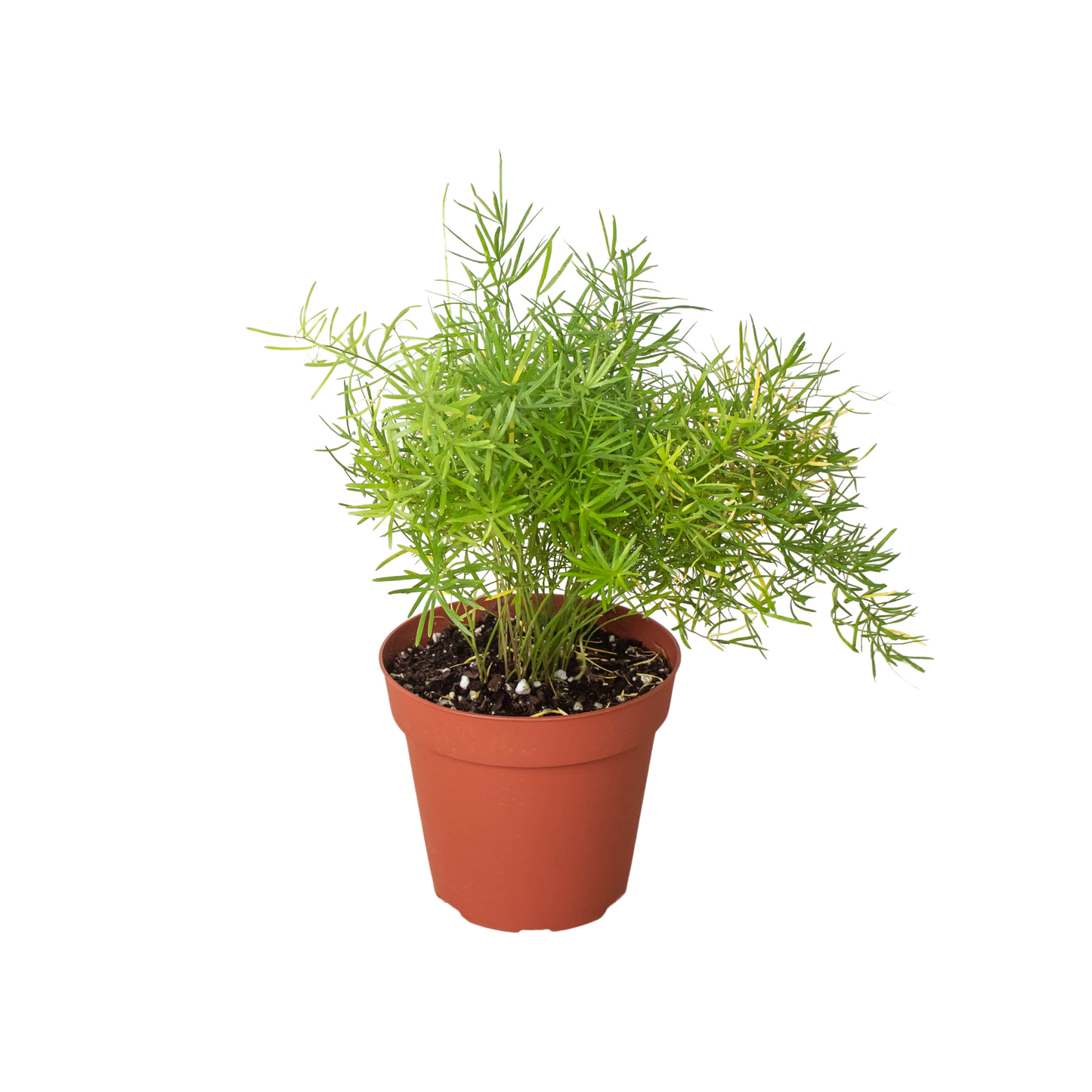 Fern 'Sprengeri' - Green Chaos: Lively Ornamental Asparagus Fern