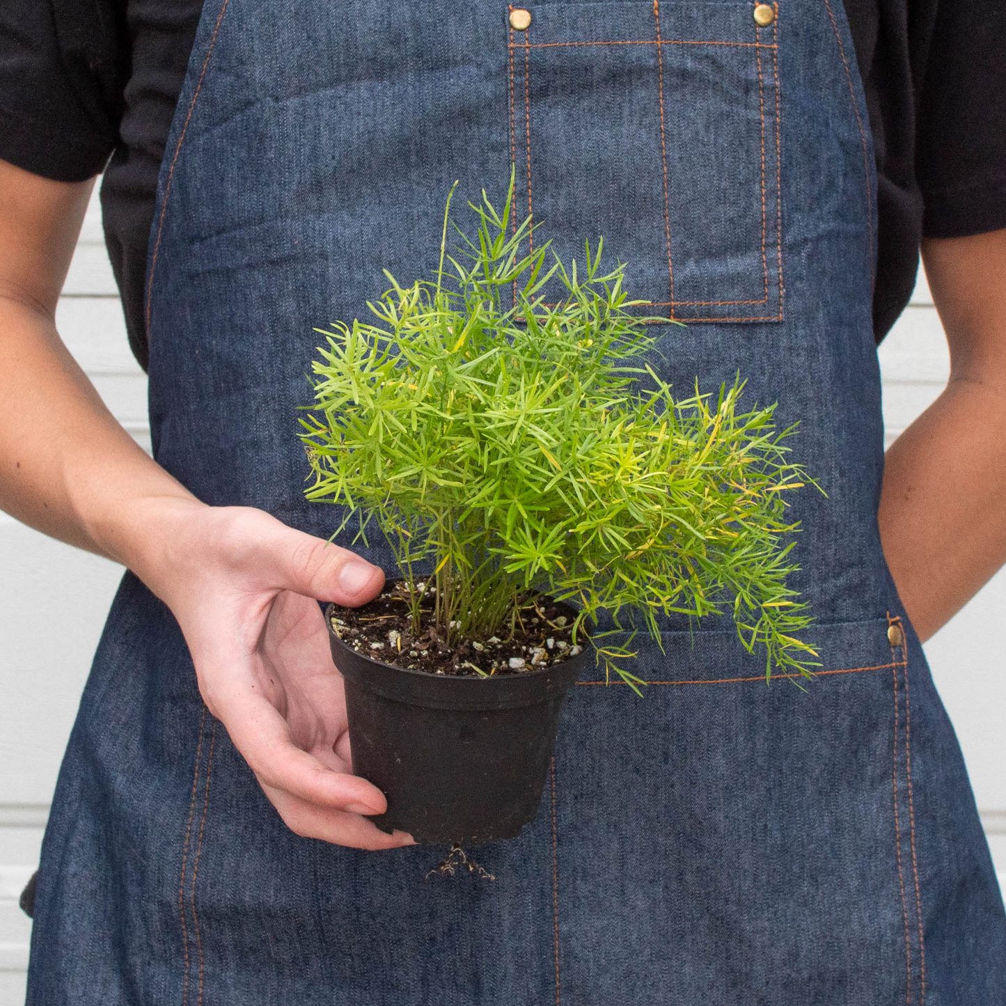 Fern 'Sprengeri' - Green Chaos: Lively Ornamental Asparagus Fern