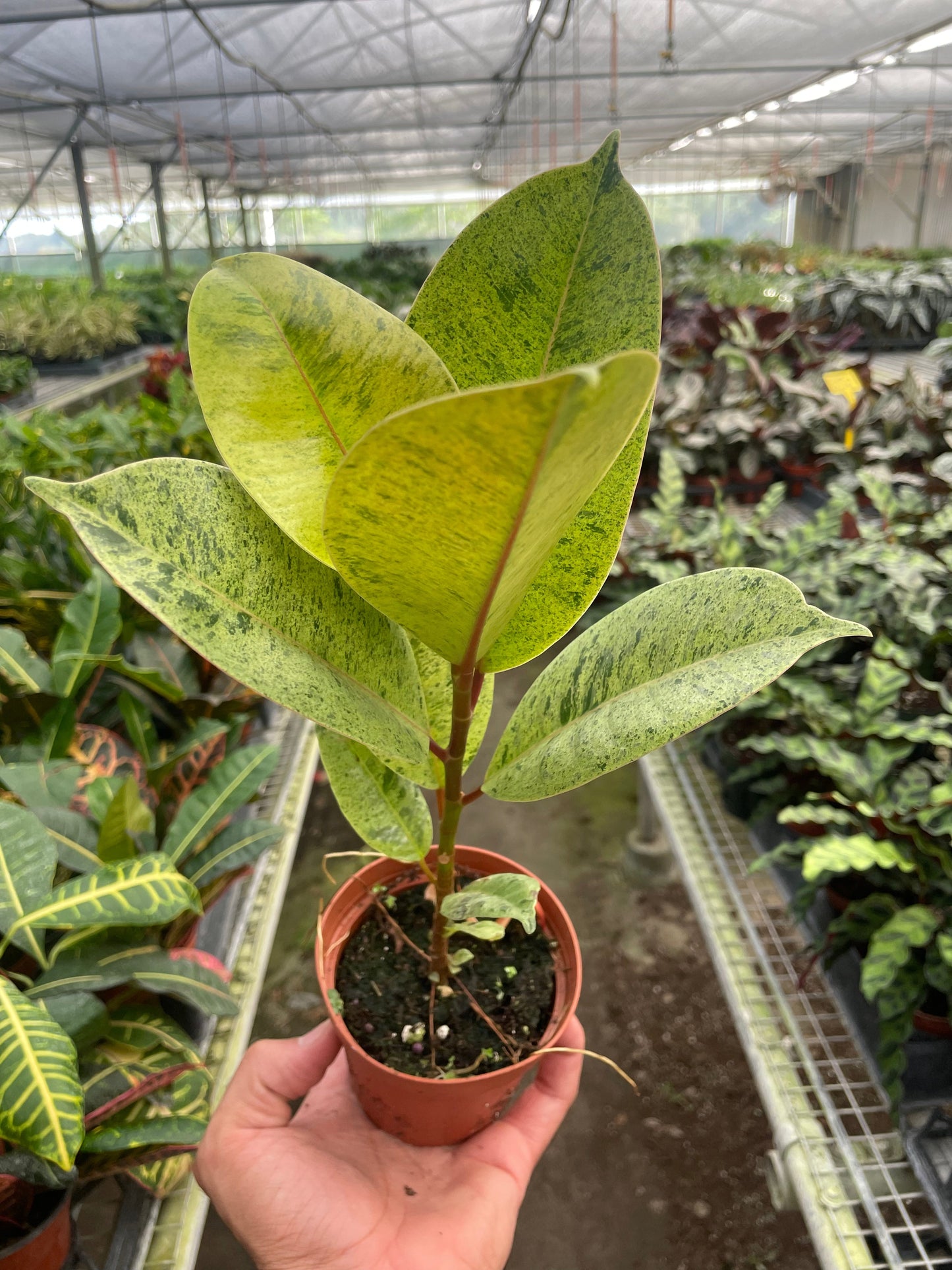 Ficus 'Shivereana' (Moonshine) - Minty Moonlit Marvel: Rare Variegated Houseplant