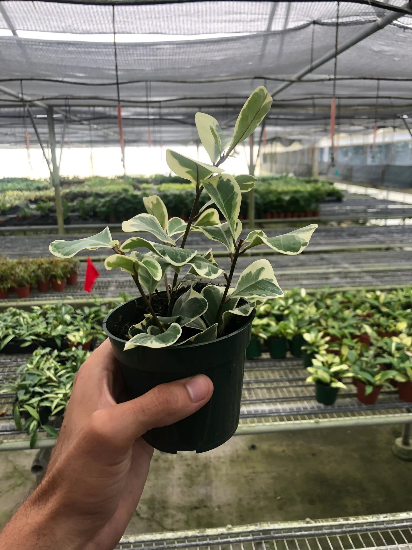 Ficus Elastica 'Triangularis' Variegated - Foliage Fiesta: Vibrant Evergreen Houseplant