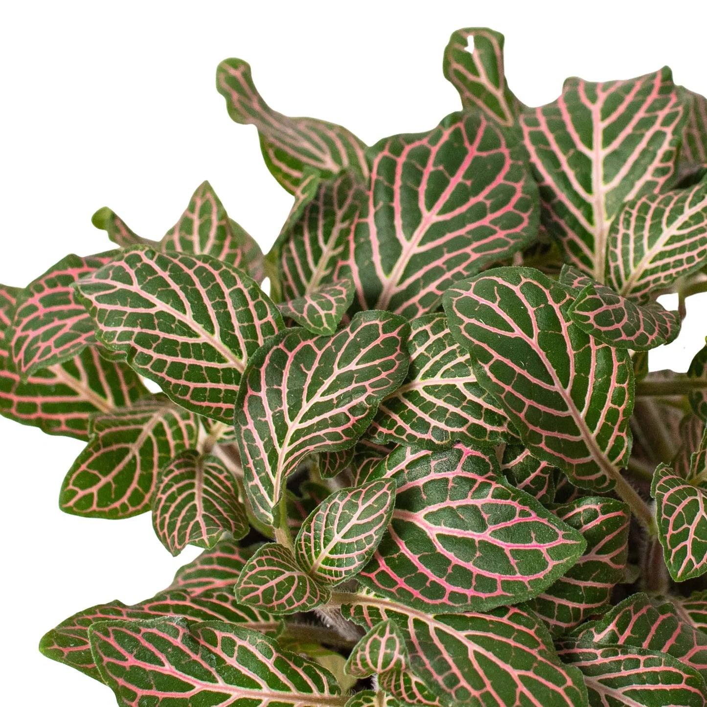 indoor plant with pink veins Fittonia 'Pink'