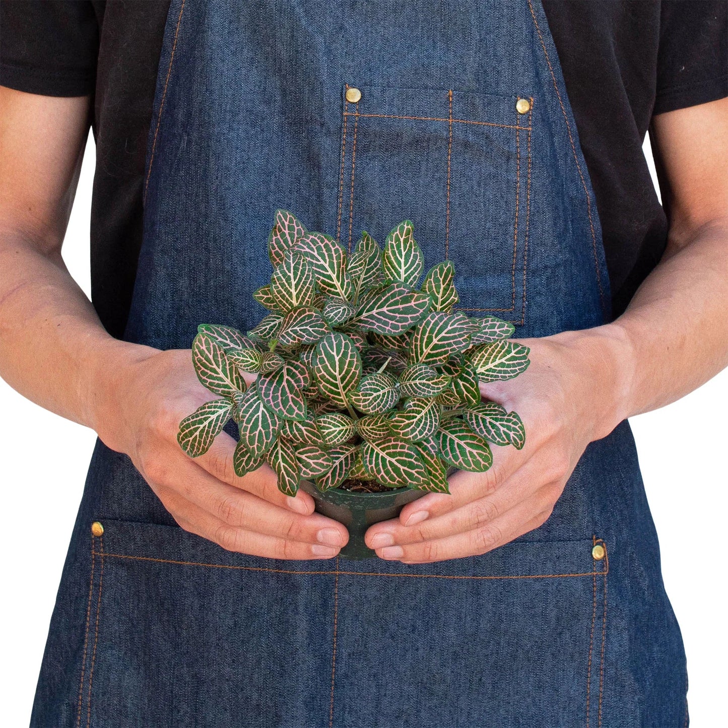 Fittonia 'Pink' - Pretty in Pink: Vibrant Nerve Plant with Delicate Veining