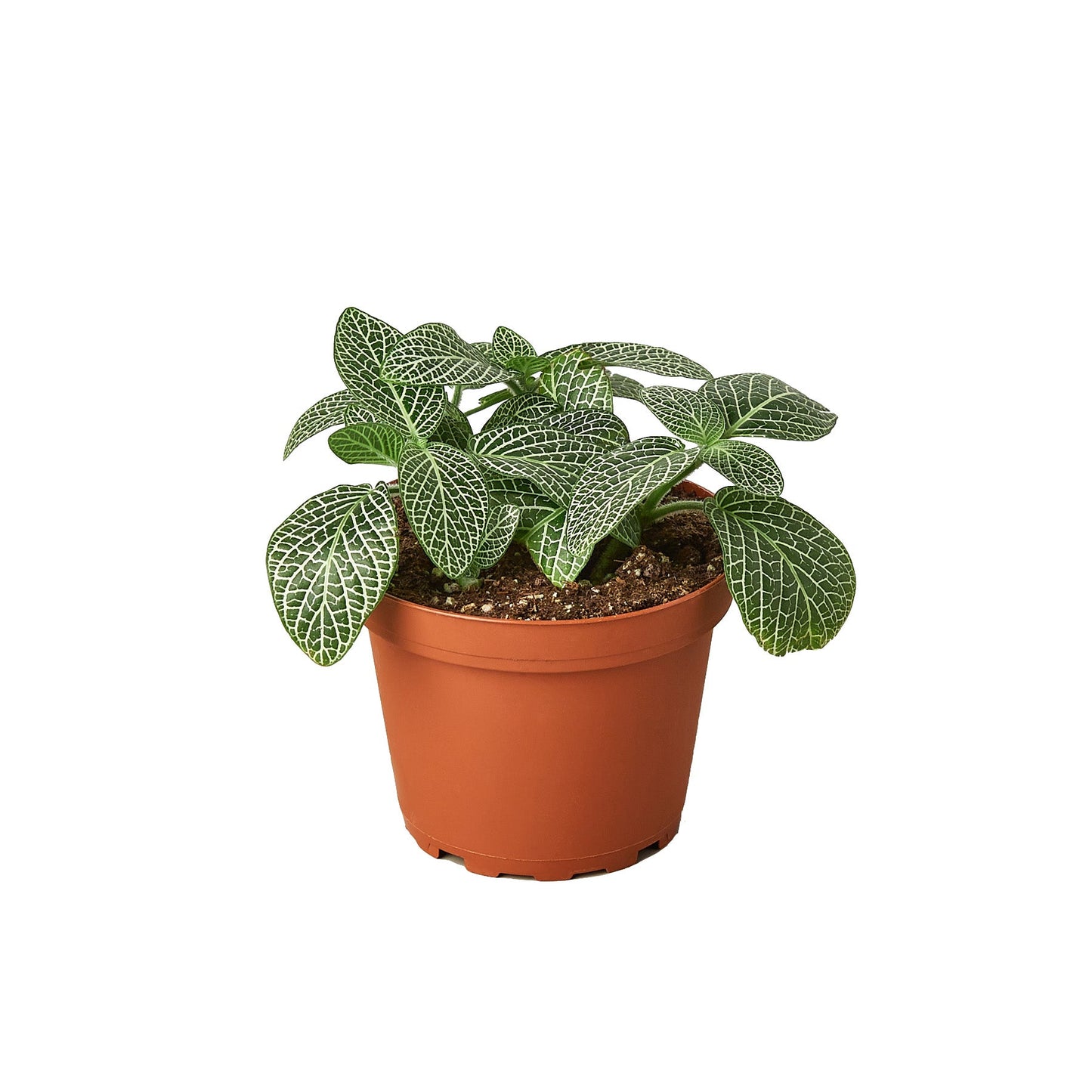 Fittonia 'White Nerve Plant' - A Splash of Nerve-tastic Color: Evergreen Perennial with Silvery-White Veins