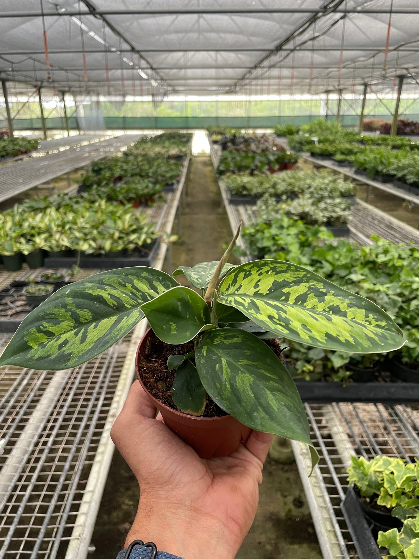 Homalomena 'Camouflage' - The Stealthy Green Gem: Rare Indoor Bush Plant