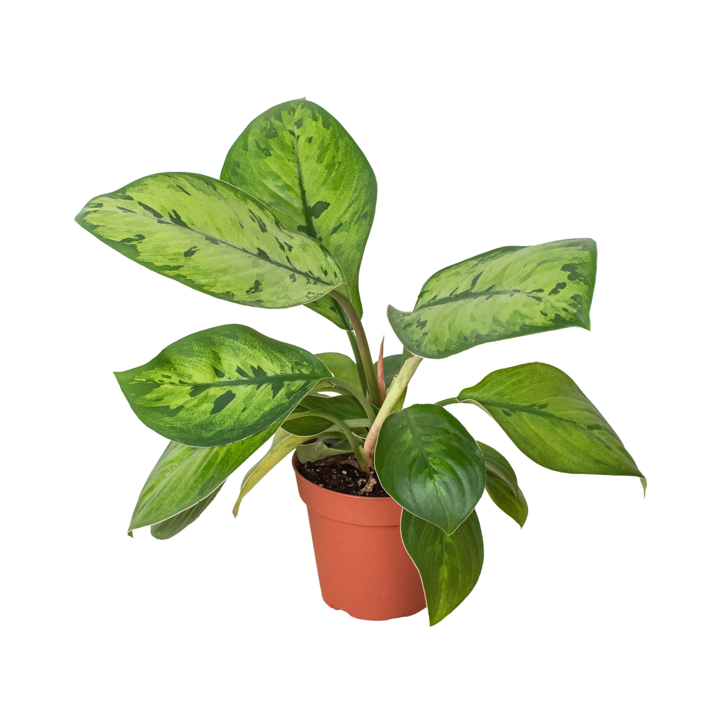 Homalomena 'Selby' - Queen of Hearts: Unique Low-Light Houseplant with Striking Foliage