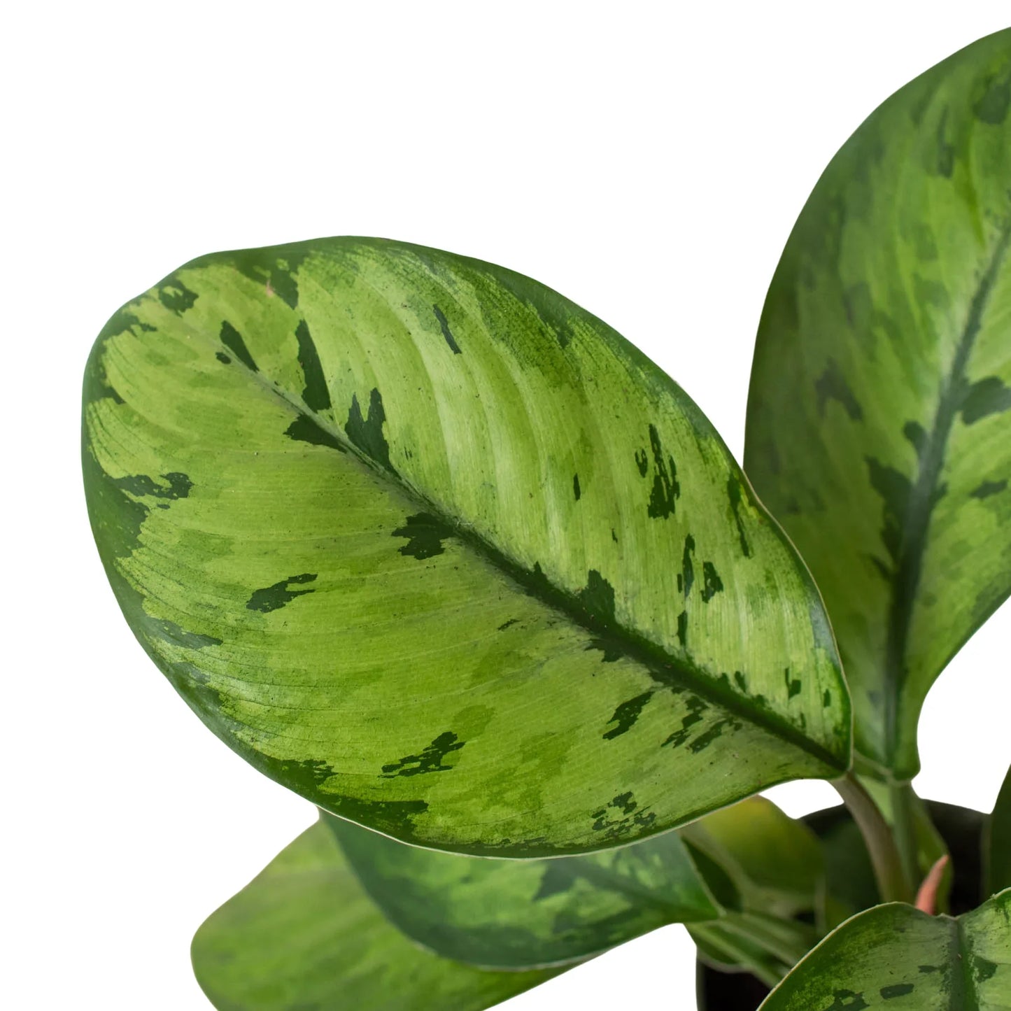 Homalomena 'Selby' - Queen of Hearts: Unique Low-Light Houseplant with Striking Foliage